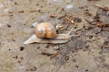 Snail crawling on the ground
