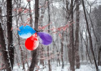 Birthday balloons hanging on the tree in snowy forest
