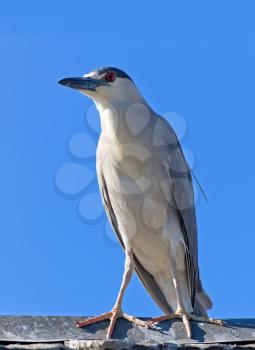 Adult Black-crowned Night Heron, Nycticorax nycticorax on blue sky background