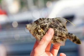 Reticulated filefish in woman hand
