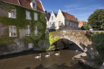 Swans swimming in the channel in Bruges, Belgium