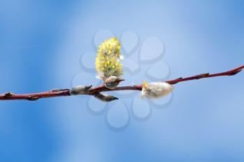 Pussywillow flowers on blue sky
