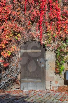 Closed door with vines in Nuremberg castle, Germany
