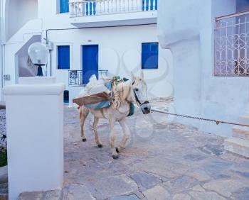 White horse with luggage walking on the street on Greek island
