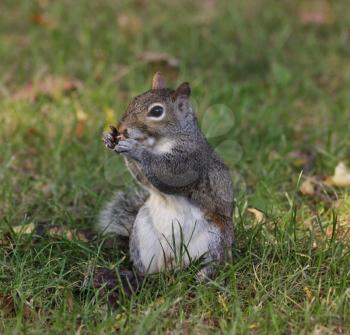 Royalty Free Photo of a Squirrel