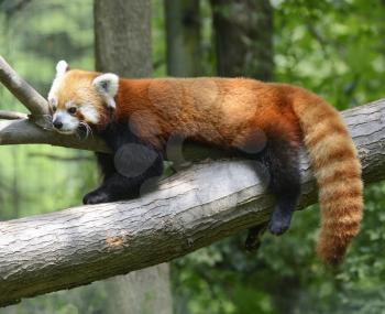 Royalty Free Photo of a Red Panda in a Tree