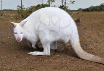 Royalty Free Photo of an Albino Kangaroo