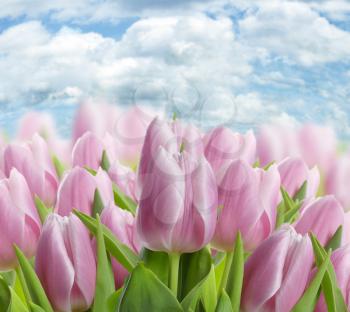 Royalty Free Photo of a Bunch of Tulips