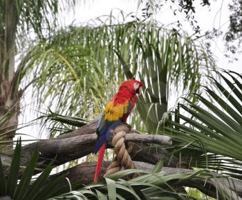 Royalty Free Photo of a Parrot Sitting on a Branch