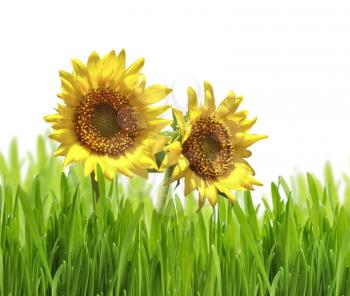 Royalty Free Photo of Sunflowers in Grass