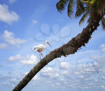 Royalty Free Photo of a White Ibis Perched On A Tree