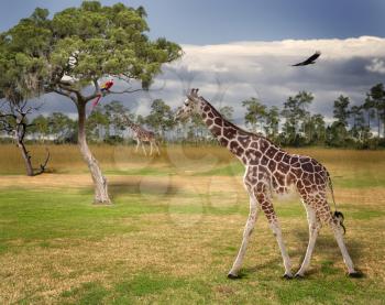 Royalty Free Photo of Giraffes