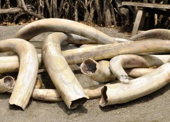 Royalty Free Photo of a Pile of Ivory Tusks