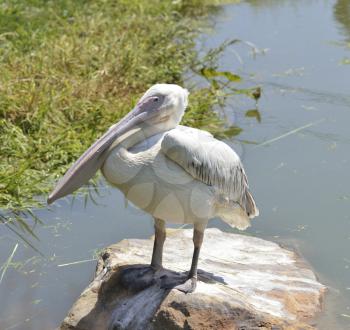 White Pelican Sitting On A Rock 