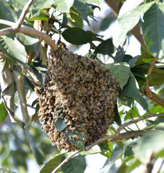 Honeybee Swarm Hanging On A Branch 
