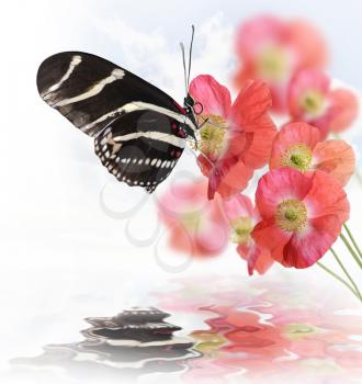 Butterfly And Flowers With Reflection