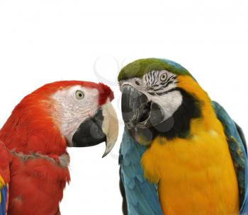 Two Colorful Parrots On White Background