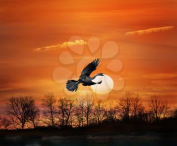 Flying Bird At Sunset