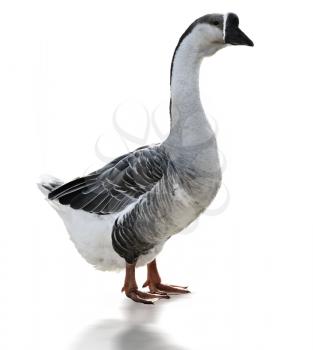 Swan Goose Anser Cygnoides On White Background