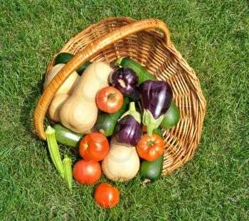 fresh organic vegetables in a basket on a grass 