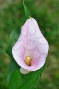 pink cala lily flower , close up shot
