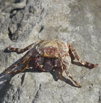 Colorful Crab On A Rock