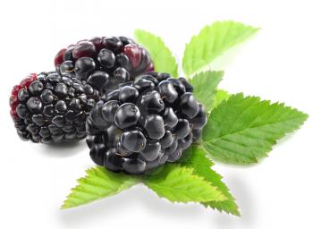 fresh blackberries with leaves on white background