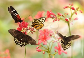 beautiful tropical butterflies on a red flowers