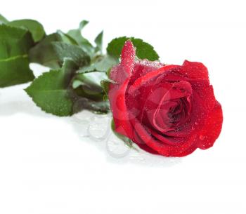 a red rose with water drops 
