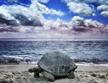 Big Turtle On The Tropical Ocean Beach 