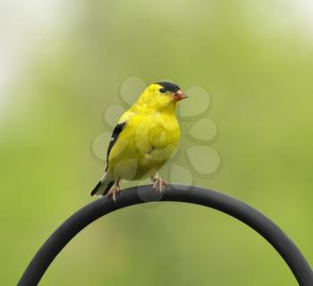 American Goldfinch (Carduelis tristis), sitting on a stick