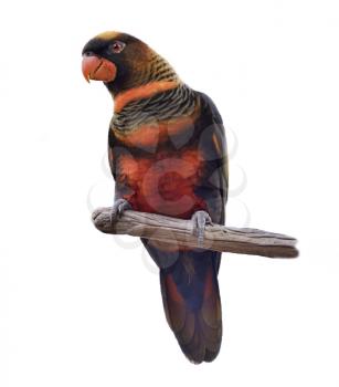 Colorful Parrot Perching On A Branch