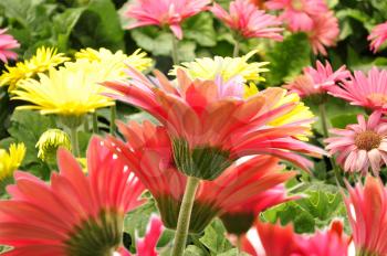 colorful gerbera daisy flowers , close up