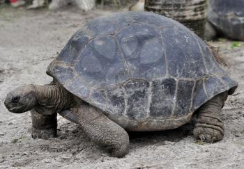 Galapagos Giant Tortoise ,Close Up