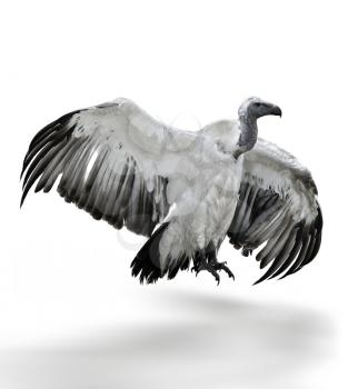 A White Backed Vulture On White Background
