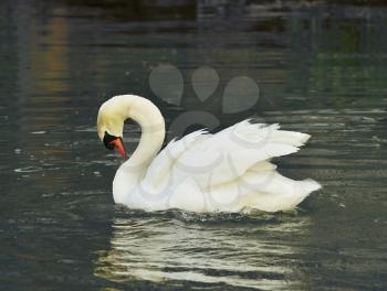 a beautiful swan on a lake