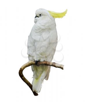 Yellow-Crested Cockatoo On White Background
