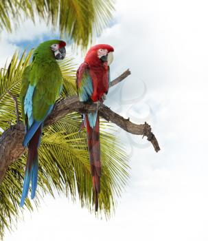 Colorful  Macaw Parrots Perching On A Branch
