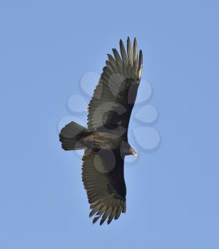 Turkey Vulture In Flight (Catharte Aura). 