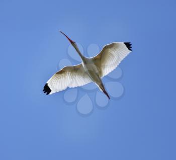 White Ibis In Flight Against A Blue Sky