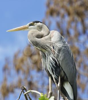 Great Blue Heron Perching On Tree Branches Against Blue Sky