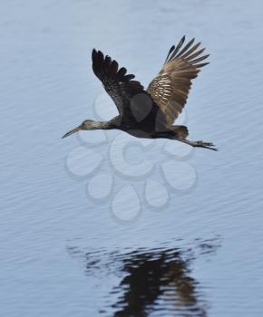 Limpkin Bird In Flight With Water Reflection