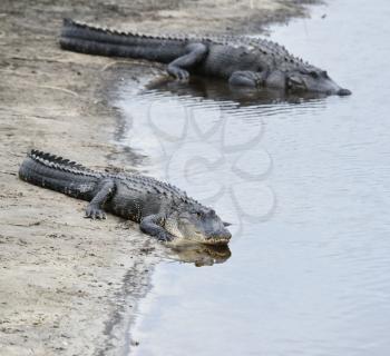 American Alligators Basking In The Sun 