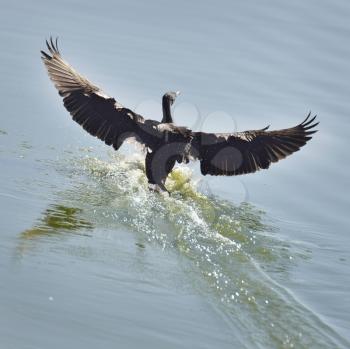 Black Cormorant Landing On Water