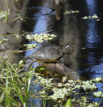 Turtle On The Lake In Florida Wetlands