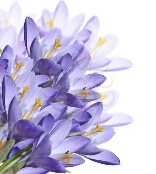Spring Crocus Flowers Isolated On  White Background