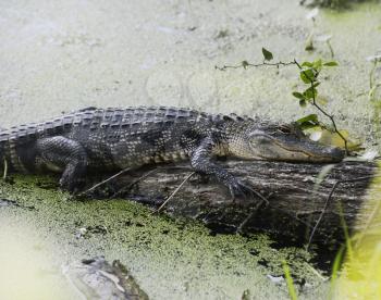 American Alligator Resting On A Log