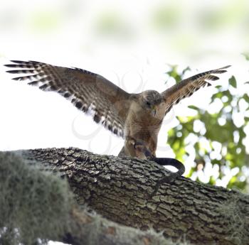 Red-shoulder Hawk With Snake On A Tree