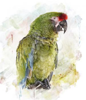 WatercolorGreen Parrot Image.Digital Painting