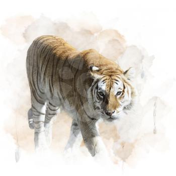 Watercolor Digital Painting Of Walking Tiger